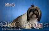 Shih Tzu puppies for sale