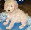 Goldendoodle puppies for sale