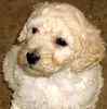 Goldendoodle puppies for sale