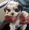 Maltipoo puppies for sale 