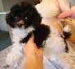 Toy Poodle puppies for sale
