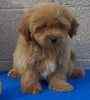 Lhasapoo puppies for sale 