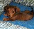 Dachshund puppies for sale