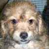 Maltipoo puppies for sale 