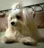 Maltese pups for sale