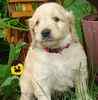 Goldendoodle puppies for sale