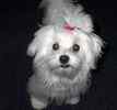 Maltese puppy breeder