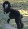 Standard Poodle puppies for sale