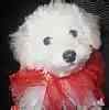 Toy Poodle puppies for sale
