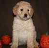 Goldendoodle puppies for sale 