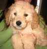 Goldendoodle puppies for sale