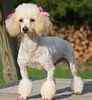 Toy Poodles for sale