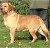 Labrador Retriever puppies for sale 