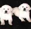 Labrador Retriever puppies for sale 