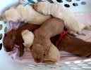Miniature Goldendoodle puppies for sale