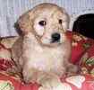 Goldendoodle puppies for sale