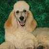 Poodle puppies for sale 