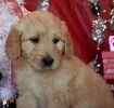 Goldendoodle puppies for sale 