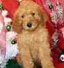 Poodle puppiies for sale 