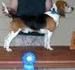 Beagle puppies for sale 