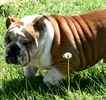 English Bulldog puppies for sale
