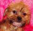 Shorkie puppies for sale 