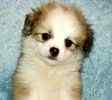 Peekapoo puppies for sale 