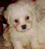 Maltipoo puppies for sale 