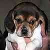 Beagle puppies for sale