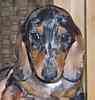 Miniature Dachshund puppies for sale