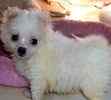 Maltese puppy breeder