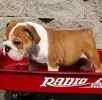 English Bulldog puppies for sale