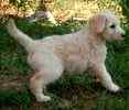 Goldendoodle puppies for sale 
