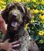 Labradoodle puppies for sale 