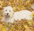 Goldendoodle puppies for sale 