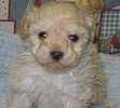 Toy Poodle puppies for sale