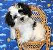 Peekapoo puppies for sale 