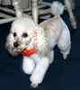 Toy Poodle puppies for sale 