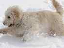 Goldendoodle puppies for sale 