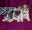 Wire Hair Fox Terrier puppies for sale 