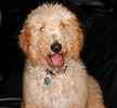 Goldendoodle puppies for sale 