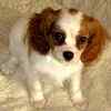 Cavalier King Charles Spaniel puppies for sale 