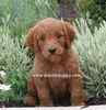 Goldendoodle puppies for sale 