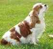 Cavalier King Charles Spaniel puppies for sale 
