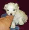 Maltese pups