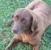 Labrador Retriever puppies for sale