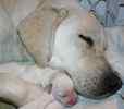Labrador Retriever puppies for sale