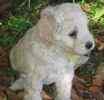 Goldendoodle puppies for sale 