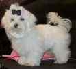 AKC Maltese breeder