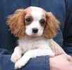Cavalier King Charles Spaniel puppies for sale 